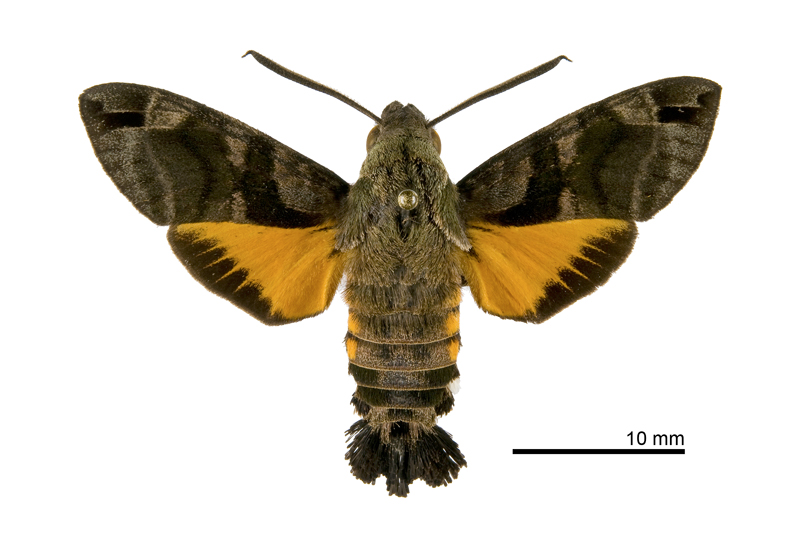 Macroglossum ungues cheni Male